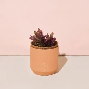 Tiny Terracotta Kit (Festive Poinsettia)
